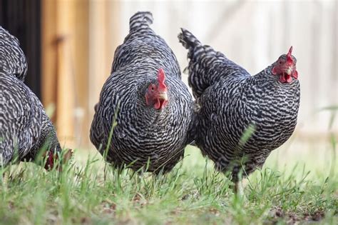 Plymouth Rock Chicken Care Guide: Varieties, Facts And More… | Chickens ...