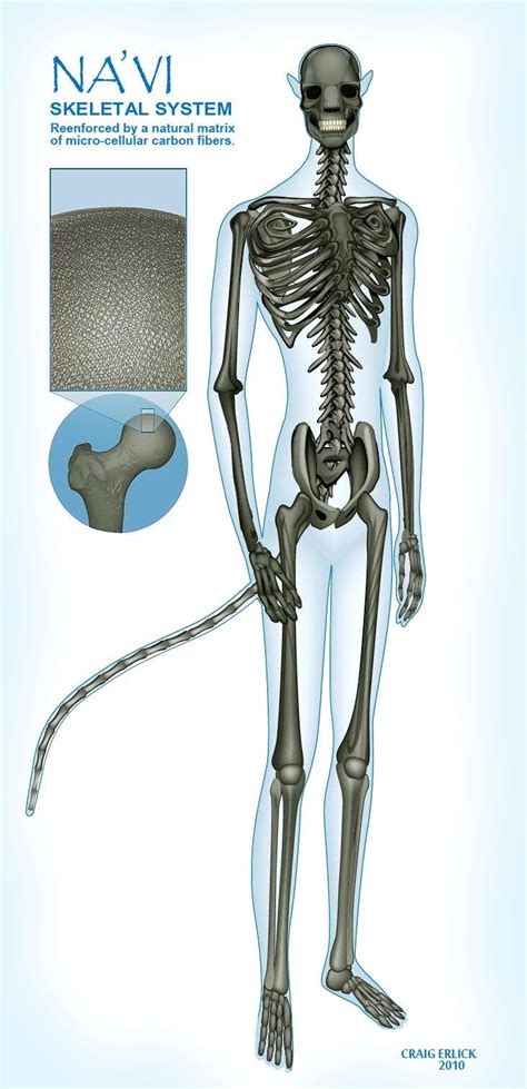 Na'vi skeletal system | Avatar animals, Blue avatar, Avatar characters