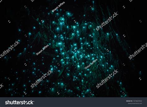 Waitomo Glowworm Caves Waikato New Zealand Stock Photo 1074829532 ...