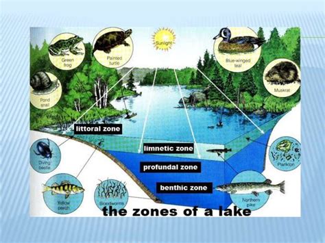 Choose the correct combination of labelling of the zones in water in a ...