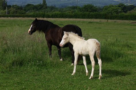 1z5f9919 Welsh Cob Mare And Foal, Brynseion Stud, Uk Photograph by Bob Langrish - Fine Art America