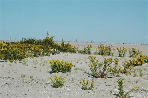 Yellow Sand Dunes Photograph by See Me Beautiful Photography