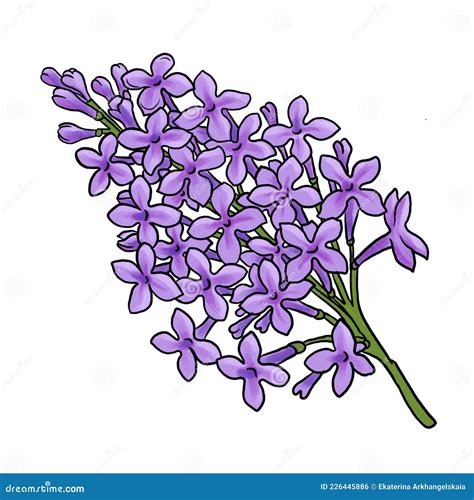 Lilac Or Syringa Flowers With Showy Blossom Isolated On White Background Vector Set ...