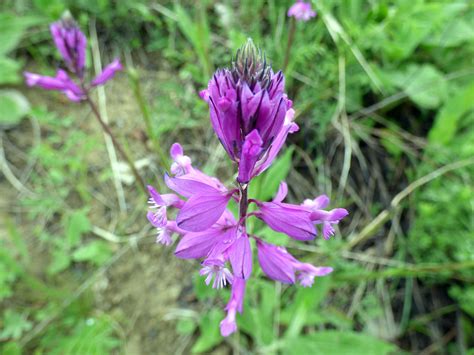 Flori din padure: Amareala - Polygala comosa (Bisoca, Romania) - Zana Florilor