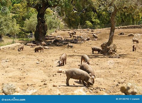 Black Iberian pig stock photo. Image of extremadura, agriculture - 29130792