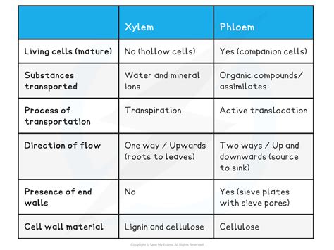 The Phloem | OCR A Level Biology Revision Notes 2017