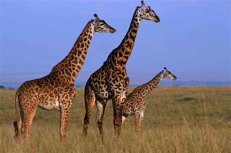 10 Fun Facts About Giraffes