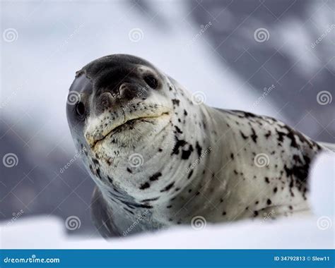 Baby Leopard Seal Pups