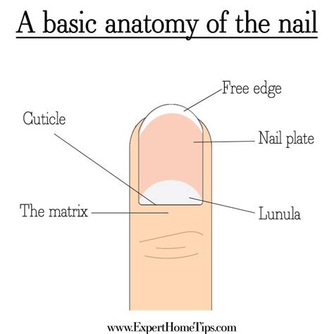 Diagram Of Nail Anatomy - Nail Ftempo