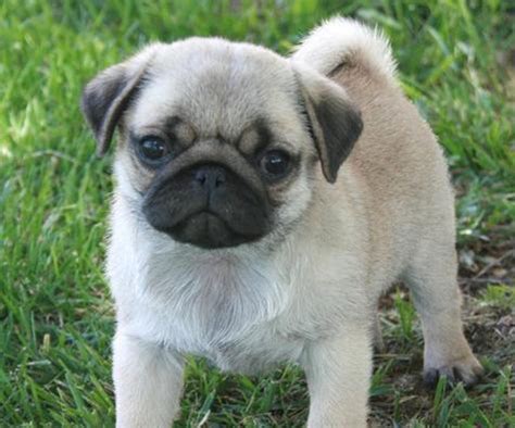 Pug - Puppies, Rescue, Pictures, Information, Temperament ...