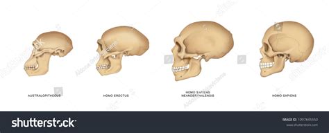 1,175 Neanderthal Skull Images, Stock Photos & Vectors | Shutterstock