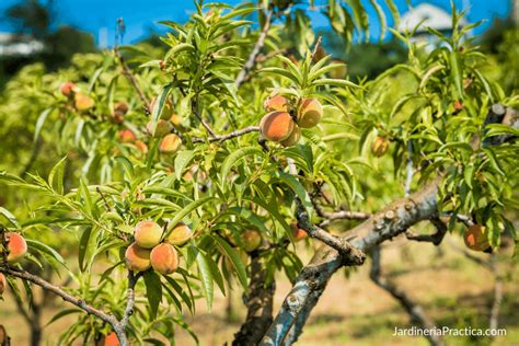 Árbol de Durazno: Cuidados, Recomendaciones, ¿cuándo florece?