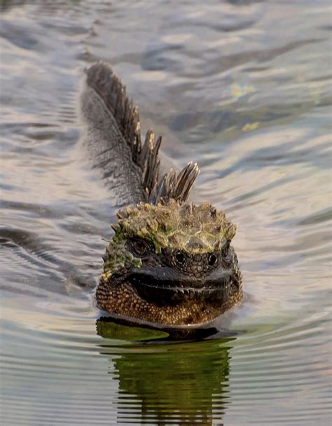 Marine iguana swimming Photograph by Bob Jensen - Pixels