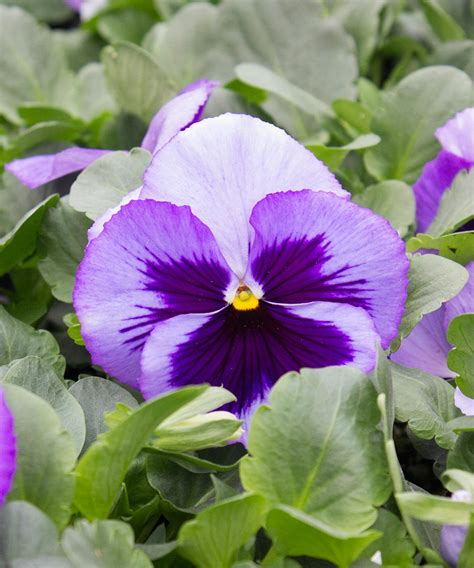 Matrix® Ocean Pansy - Bedding Plants - Pansies - Baltimore, MD Plant ...