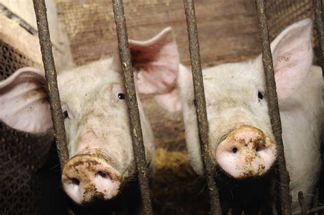 Why The Pig Is The Most Loved And Most Loathed Animal On The Plate | WBUR News