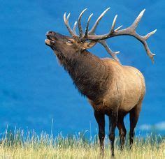 Elk Hunting: How to Bugle In October Bulls | Elk hunting, Bull elk, Mule deer hunting