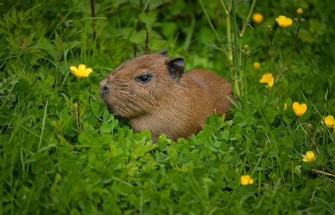 Cute Baby Capybaras