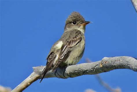 Olive-sided Flycatcher – Salt Spring Conservancy