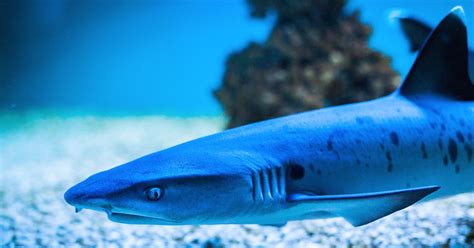 New species of shark with 'spiny fins' discovered in depths of ocean at holiday hotspot ...