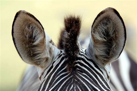 zebra ear - Google Search | Zebra, Animals, Ear