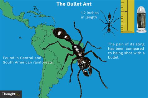 Bullet Ant Facts: Habitat, Predators, Painful Sting