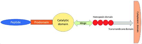 Basic structure of matrix metalloproteinase | Download Scientific Diagram