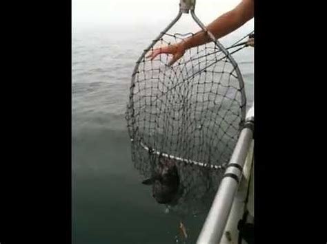 Black Sea Bass - Superhawk - Point Lookout, NY - YouTube