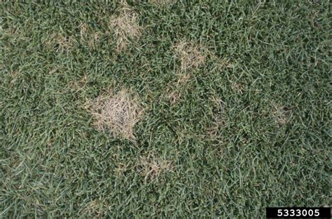 dollar spot (Sclerotinia homoeocarpa)