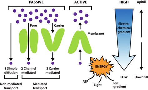 Passive and active transport. | Download Scientific Diagram