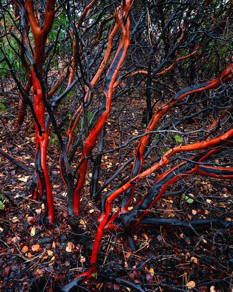 "Manzanita Branches" - Mike Putnam Photography