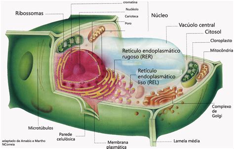 Celula Vegetal Partes