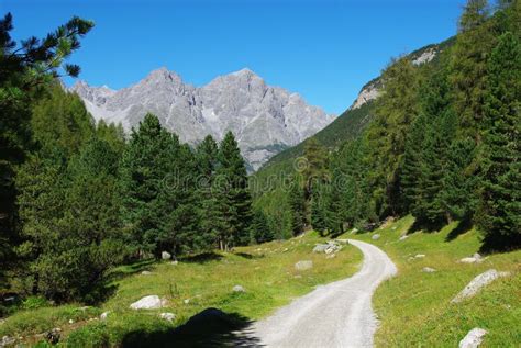 Narrow Mountain Road, Forest and Alps Near S-Charl Stock Image - Image ...