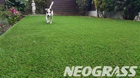 Artificial Grass for Dogs - Everything You Need to Know