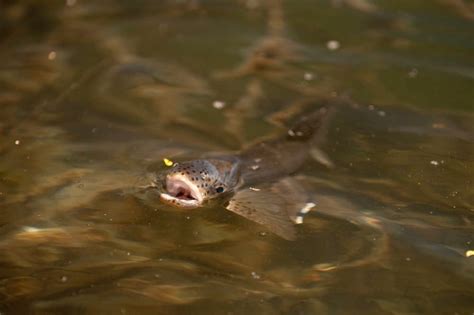 Dry Fly Fishing: An Angler's Guide - Into Fly Fishing