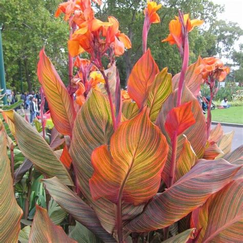 Canna Lily 'Tropicanna' 6" Pot - Hello Hello Plants & Garden Supplies