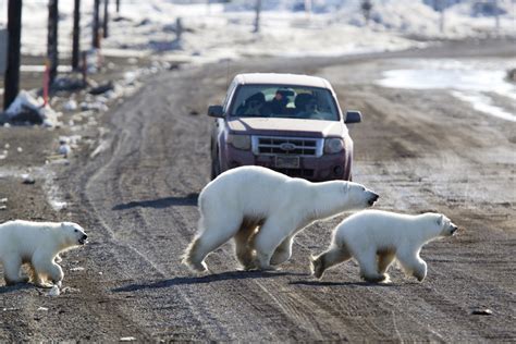 OmniTerra: Polar Bears in Town