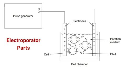 Electroporator: Principle, Types, Parts, Uses, Examples