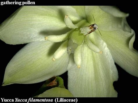 flowers-pollination – Ohio Plants