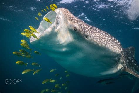 Feeding whale shark by Chris Rohner em 2020 (com imagens) | Animais marinhos, Animais, Peixes