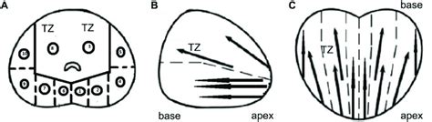 Different sections of prostate and the location of prostate biopsy in... | Download Scientific ...