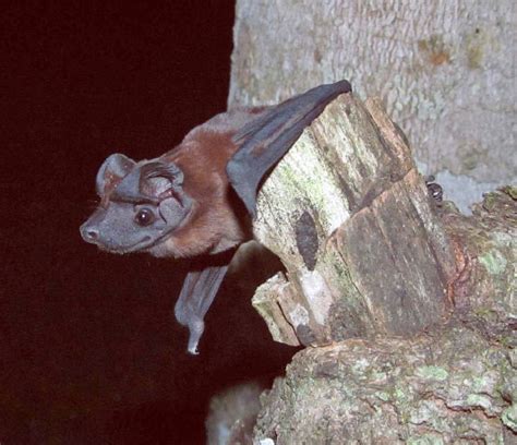 Two New Dog-Faced Bat Species Discovered | Biology | Sci-News.com