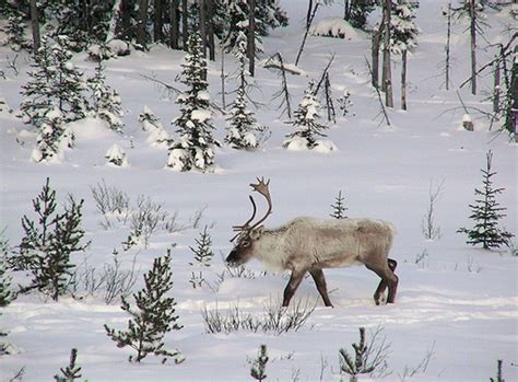 LA VIE DES ANIMAUX DU POLE NORD & DU POLE SUD. | Paysage polaire, Vie animale, Pole nord