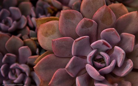 Succulent Wallpapers - Wallpaper Cave