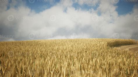 Ripe yellow rye field under beautiful summer sunset sky with clouds 5811223 Stock Photo at Vecteezy