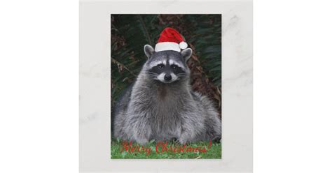 Christmas Raccoon in Santa Hat Photo Holiday Postcard | Zazzle.com