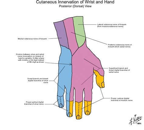 cutaneous innervation of hand | Student Doctor Network