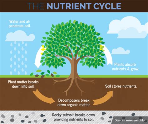 Ms. Raino's Science Classroom!: The Nutrient Cycles By Arissa