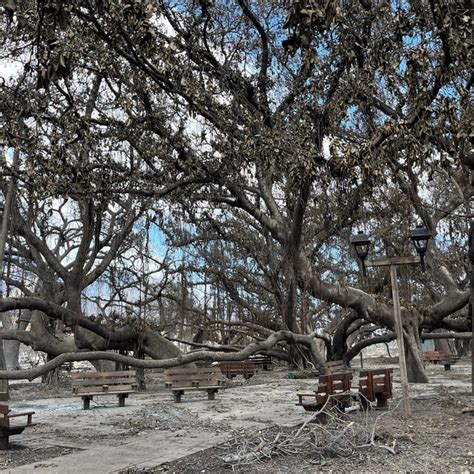 Lahaina’s Historic Banyan Tree Is Scarred, but Standing - The New York ...