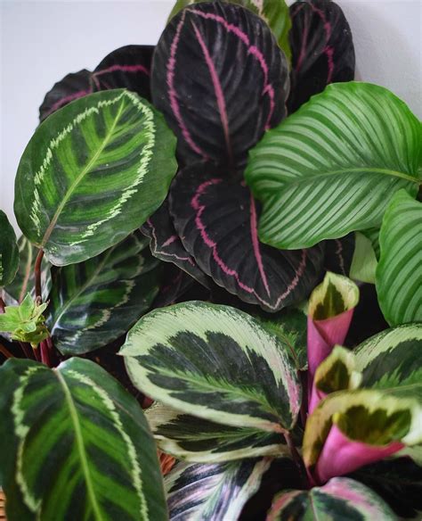 The art of nature.. Calathea ready stock, whatsap for order. . . . . . #lifeisgoodwithplants # ...