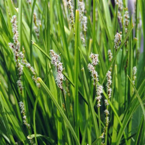 10 Best Plants for a Rain Garden — The Family Handyman Rain Garden Landscape, Rain Garden Design ...